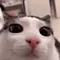 hello