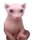 bingus