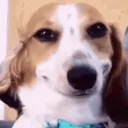 dogsmirk