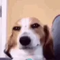 dogsmirkgifc
