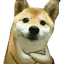dog_pissed