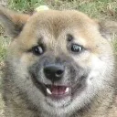 Dog_E_Browtf