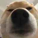 doggostare