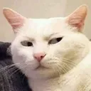 Cat_Sus