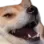 CGLmaoDog