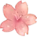 sakuraflower