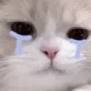 cat_12