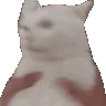 cat_40