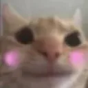 catblush Discord Emoji