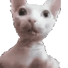 1009925184511287368
