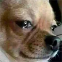 cry