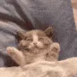 catsleepmood