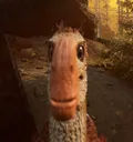 wut