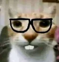 z_nerdcat