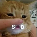 sadcat Discord Emoji