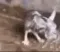 shaking_rat shaking_rat