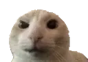 AYO