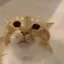 moo