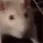 ratJAM