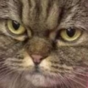 A close-up of a tabby cat with a stern, judgmental expression.
