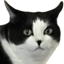 CatHowDareYou CatHowDareYou