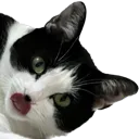 catTongue