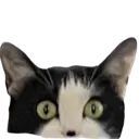 catWatchingYou catWatchingYou