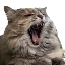 CatYawn