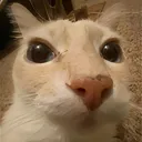 dosecat