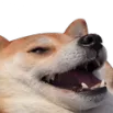 Hehdoggo
