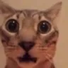 CatS_Shocketh