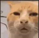 Catwhuh