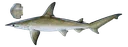 bonnethead