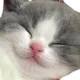 catSmile