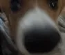 mochazoomtiny