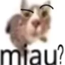 susmiau