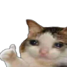 Discord Emote catcryok: