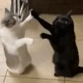 CattyCake