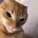 Orange Cat Discord Emoji