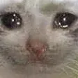 sad_cat2