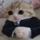 catbusiness