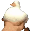 duckhype2