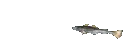 FishSpin FishSpin
