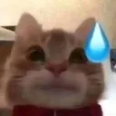 sweating_cat