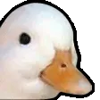 ducknod