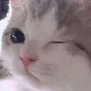 wink