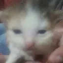 kat