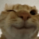 Discord Emote catwink: