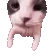 CatKiss CatKiss