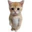 catstanding